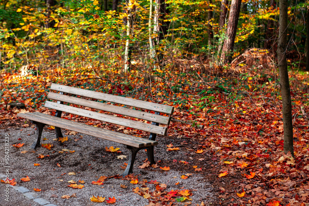 Bench and autumn leaves . Empty seat in autumn park Bench and autumn leaves . Empty seat in autumn park