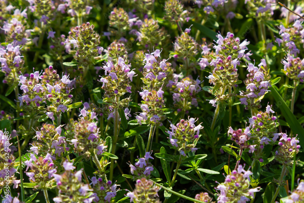 Obraz premium Fresh, blooming pink thyme in green grass. Wild Thymus serpyllum plants in field. Breckland wild thyme purple flowers in summer meadow