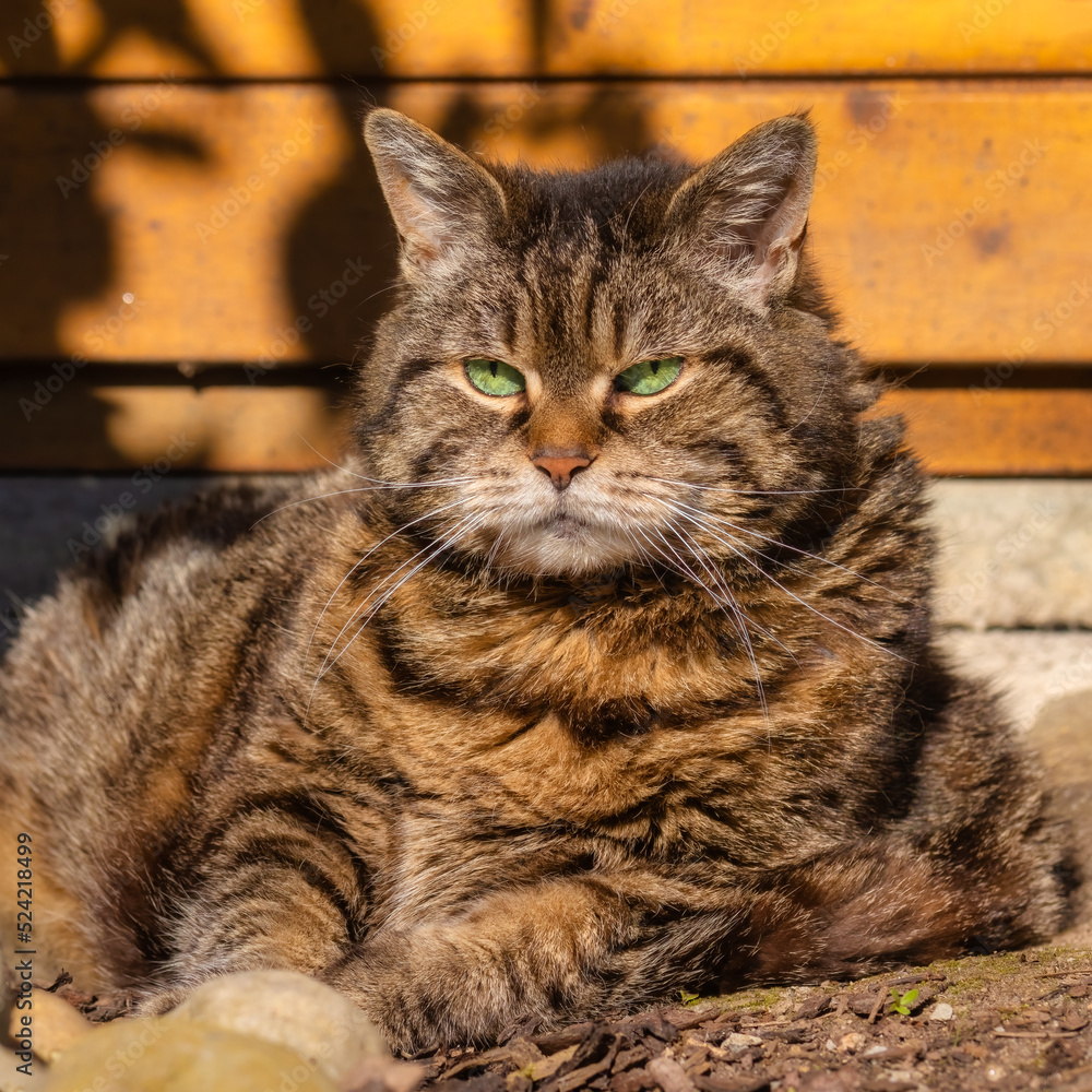 Chubby tabby cat with a serious face sitting in front of a wooden wall