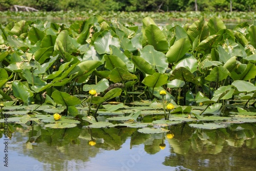 Reflective pond with yellow water lily flowers and dense leaves photo