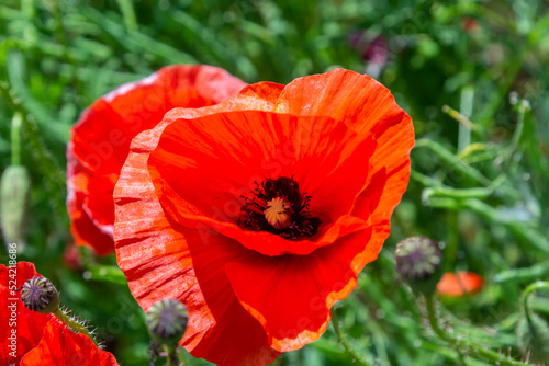Common names for Papaver rhoeas include corn poppy, corn rose, field, Flanders, red or common poppy
