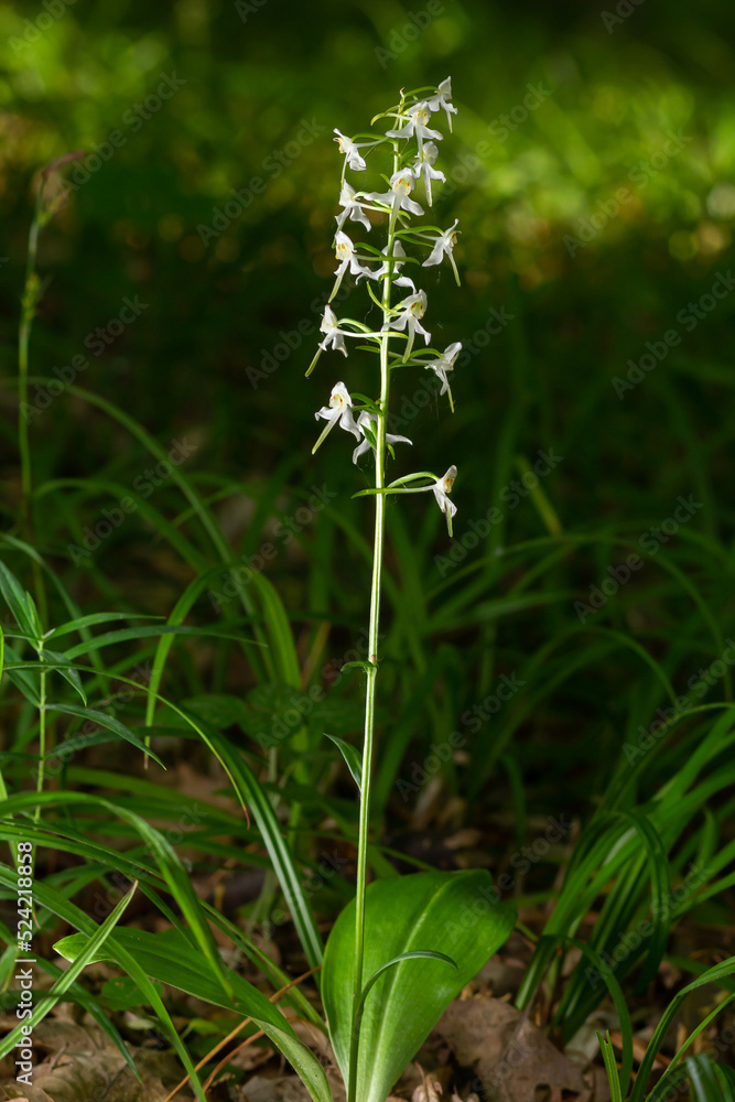 Lesser Butterfly-orchid - Platanthera bifolia, beautiful white flowering plant from European meadows and marshes