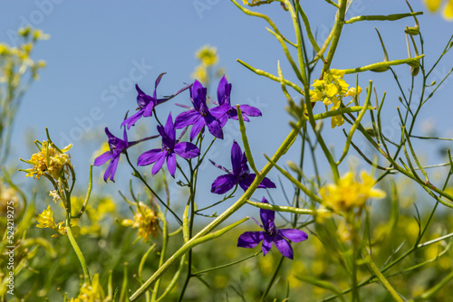 Wild Delphinium or Consolida Regalis, known as forking or rocket larkspur. Field larkspur is herbaceous, flowering plant of the buttercup family Ranunculaceae. Inflorescence with bright violet flowers photo