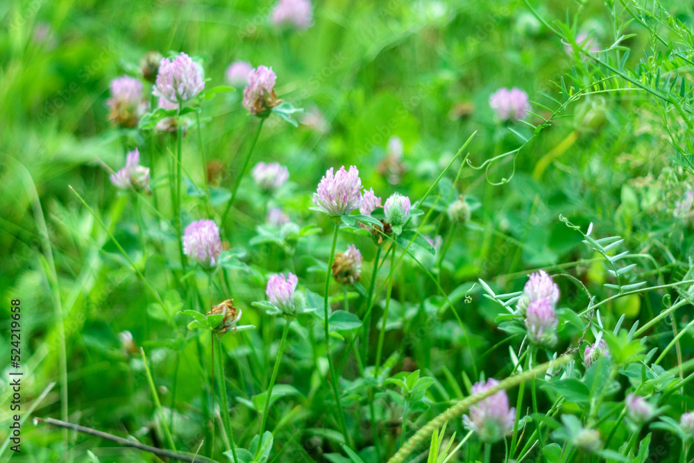 Flowers of pink clover Trifolium repens.The plant is edible, medicinal. Grown as a fodder plant