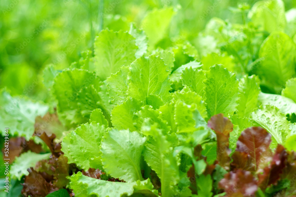 Fresh green lettuce grows in the garden. Salad plant farming in a greenhouse. Selective focus Fresh green lettuce grows in the garden. Salad plant farming in a greenhouse. Selective focus