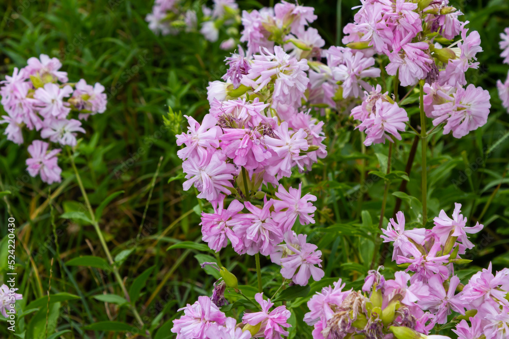 Saponaria officinalis white flowers in summer garden. Common soapwort, bouncing-bet, crow soap, wild sweet William plant Saponaria officinalis white flowers in summer garden. Common soapwort, bouncing-bet, crow soap, wild sweet William plant