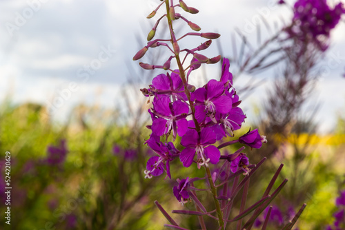 Closeup of pink flower of rosebay willowherb Chamaenerion angustifolium on light green background