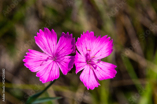 Carthusian pink flowers Dianthus carthusianorum on a summer meadow. Use in traditional medicine aggainst rheumatism