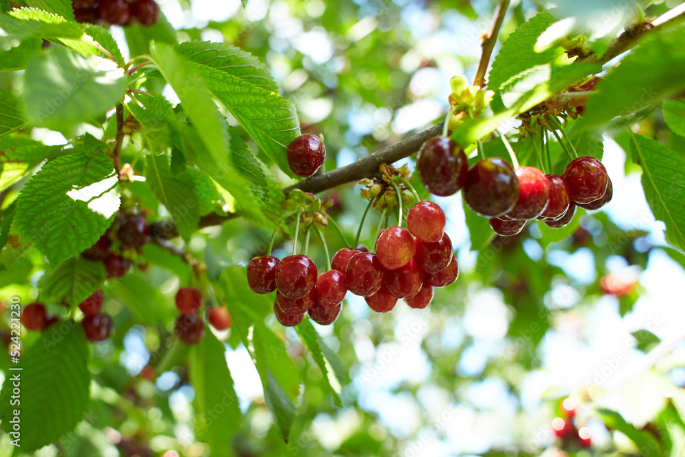 Closeup of ripe dark red cherries hanging on cherry tree branch with blurred background Closeup of ripe dark red cherries hanging on cherry tree branch with blurred background