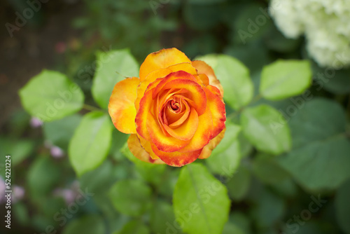 A rose in button with a coral color. Day shooting  outdoor and without character. Front view.
