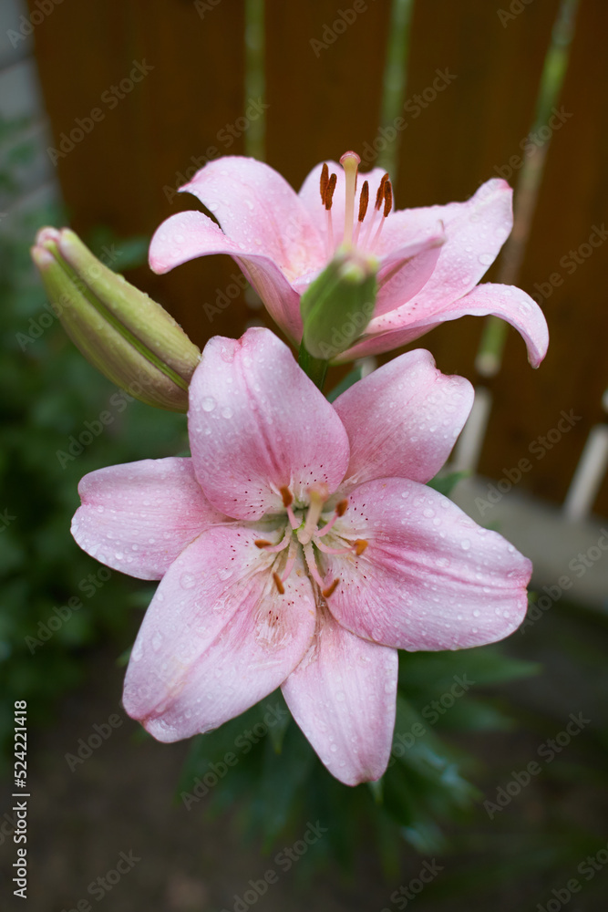 Sizzling pink asiatic lily, a botanical beauty, isolated in a garden. Lily at the cottage in the garden. Close-up. Sizzling pink asiatic lily, a botanical beauty, isolated in a garden. Lily at the cottage in the garden. Close-up.