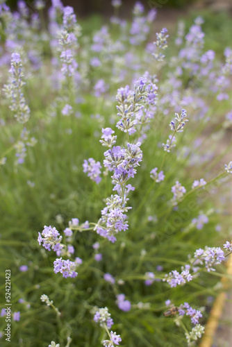 Blooming japanese lavender flowers close-up in the green summer garden.