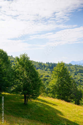 trees on the hillside glade. sunny morning scenery of carpathian mountains
