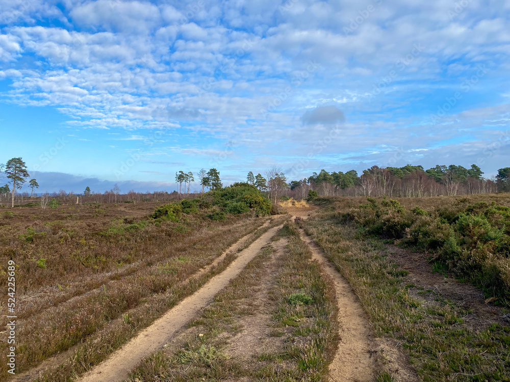 Sandy Heathland Public Footpath at Thursley Common Nature Reserve