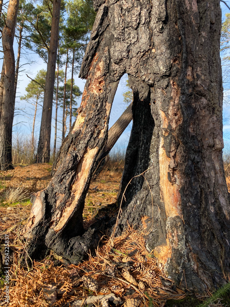 Burnt Tree Stump Fire Damage Wildfire Forest Fire Thursley Hankley Common Surrey UK Burnt Tree Stump Fire Damage Wildfire Forest Fire Thursley Hankley Common Surrey UK