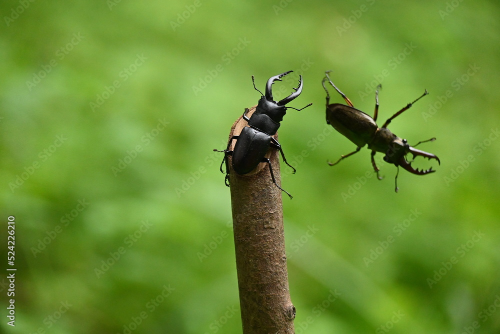 ミヤマクワガタとノコギリクワガタ