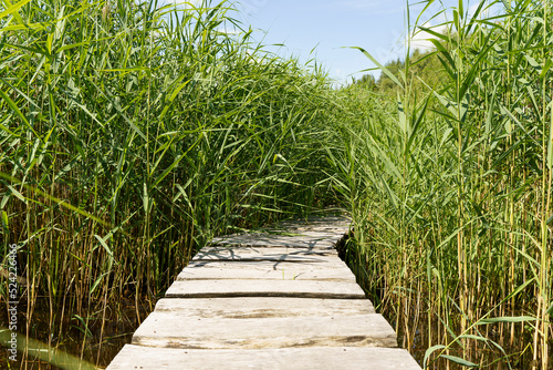 Path through the grass. Path with a wooden deck in the lake marsh thickets of tall grass.