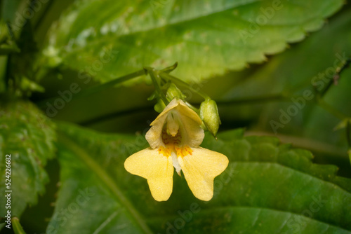 Flower of small balsam. Impatiens parviflora, small-flowered touch-me-not. Place for text.
