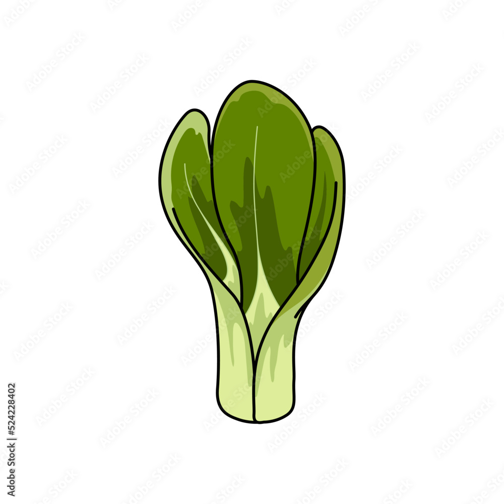 Fresh pakchoi cabbage isolated vegetarian food. Vector green Bok choy, pak or pok choi Chinese cabbage