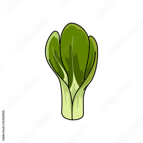 Fresh pakchoi cabbage isolated vegetarian food. Vector green Bok choy, pak or pok choi Chinese cabbage