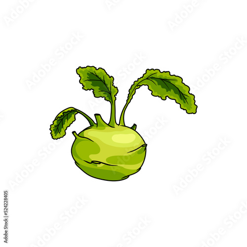Kohlrabi isolated cabbage with turnip-shaped edible stem. Vector green vegetable food