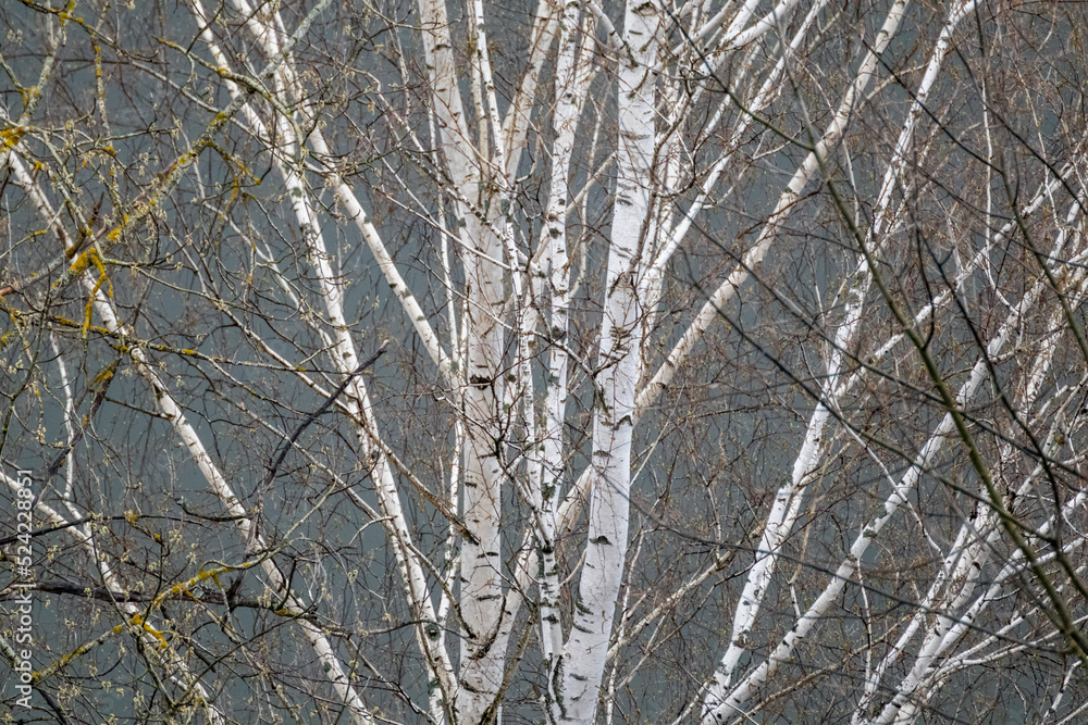 Spring bare birch tree with white cork and leafless branches on scenic blue background. Natural woodland pattern Spring bare birch tree with white cork and leafless branches on scenic blue background. Natural woodland pattern