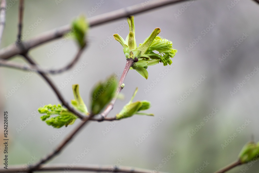 Young tree buds close-up on sunny spring day with blurred background. New leaves growing on branches Young tree buds close-up on sunny spring day with blurred background. New leaves growing on branches