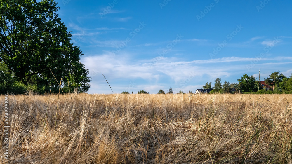 Fototapeta premium Getreidenfeld ist zur Ernte bereit, mit Bäumen und Büschen am Feldrand