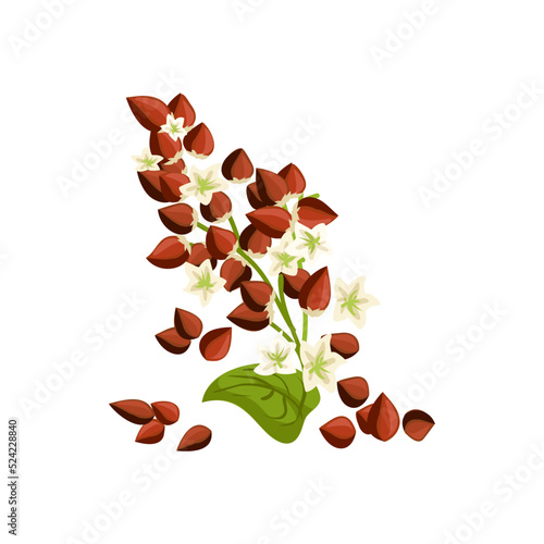 Buckwheat plant with seeds and blossom vector. Agriculture and cultivation, cereal crop icon