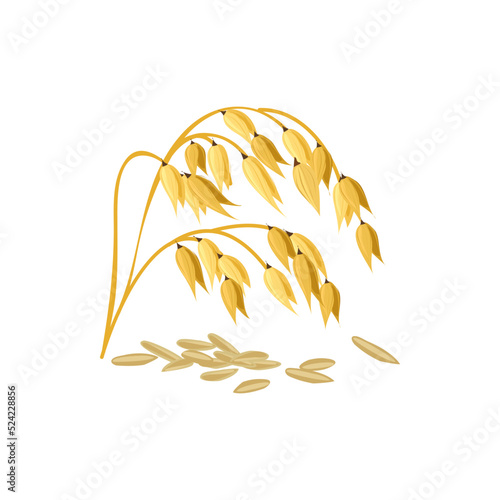 Paddy rice isolated wheat barley. Vector ears of malt, cereal grains and spikes