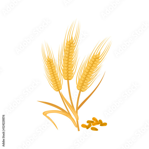 Golden ears of wheat isolated cereal grains. Vector barley or malt, rye spikes, bakery flour ingredient