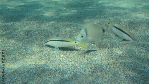 Red Sea goatfish (Parupeneus forsskali) breaks the ground, while Common two-banded seabream (Diplodus vulgaris) pick up food that the goatfish won't eat and show them promising spots to look for. photo