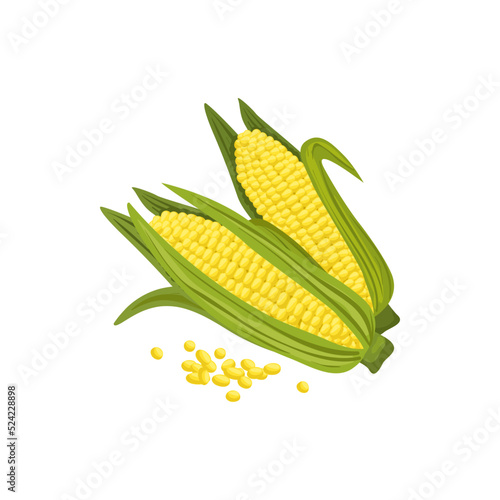 Corn cobs and maize grains isolated. Vector sweetcorn corncobs, vegetarian food