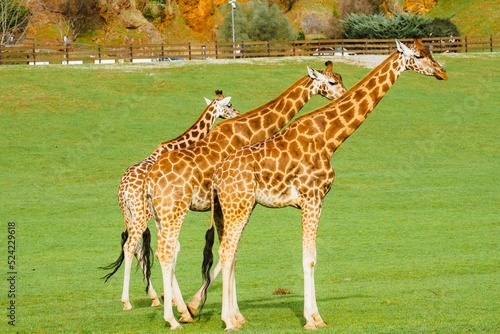 Photography Three giraffes in Cabarceno