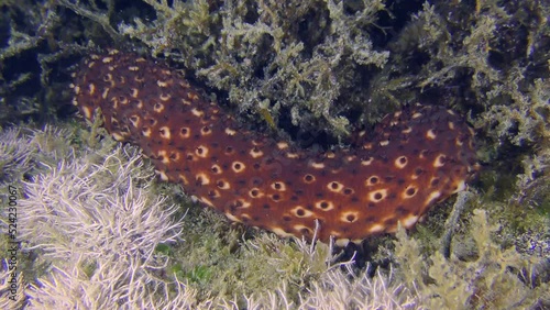 The back of the Variable Sea Cucumber (Holothuria sanctori) slowly disappears among the algae on the rocky bottom, speed х 4. photo