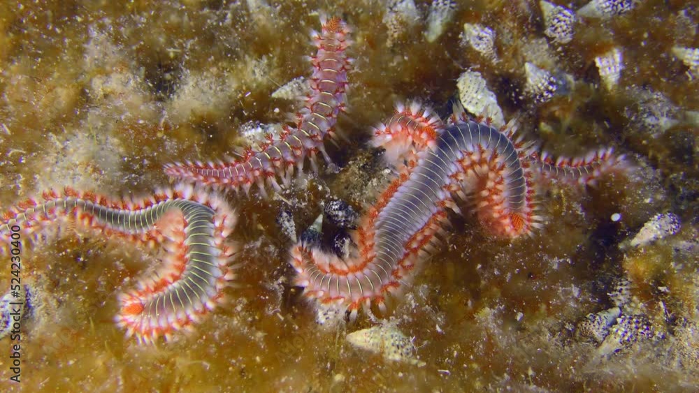 Marine life: Several large poisonous Bearded fireworms (Hermodice carunculata) on the bottom overgrown with bright algae. Marine life: Several large poisonous Bearded fireworms (Hermodice carunculata) on the bottom overgrown with bright algae.