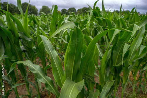 corn field in the morning