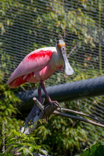 Vertical shot of a Roseate spoonbill in the bird park in Villars les Dombes in France photo