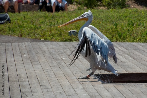 Closeup shot of a Dalmatian pelican in the bird park in Villars les Dombes in France photo