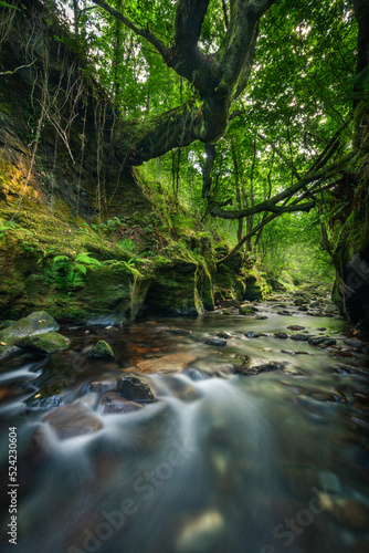 Huge and menacing oak trunk leans over a canyon stream