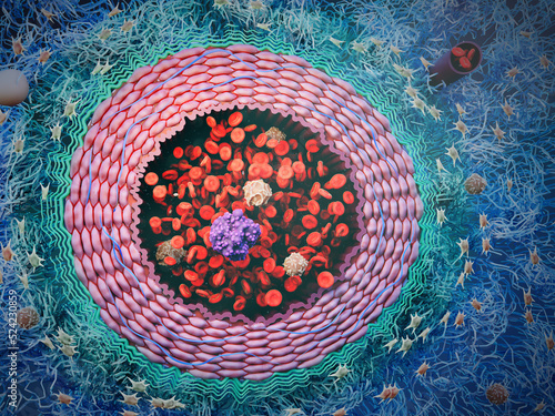 Artery with blood cells and CTC, illustration