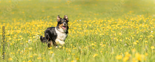 Handsame Border Collie dog on a green meadow with dandelions in the season spring.