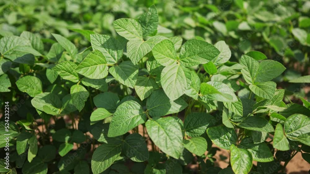 Agriculture. plantation a soybean field green bean plants close-up. business farming concept. soybean cultivation, vegetables, plant care. lifestyle movement for a green soybean field. bio farm Agriculture. plantation a soybean field green bean plants close-up. business farming concept. soybean cultivation, vegetables, plant care. lifestyle movement for a green soybean field. bio farm