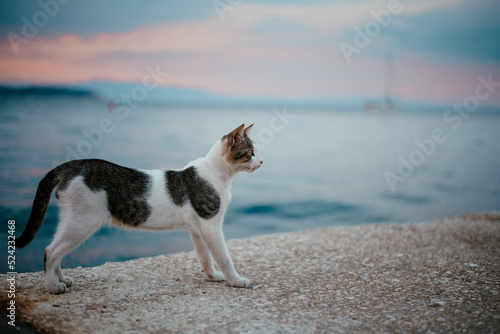 Cats in Greece - Island Thassos