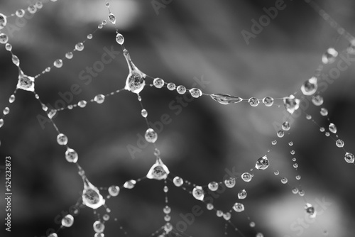 water drops on a spider web in the grass