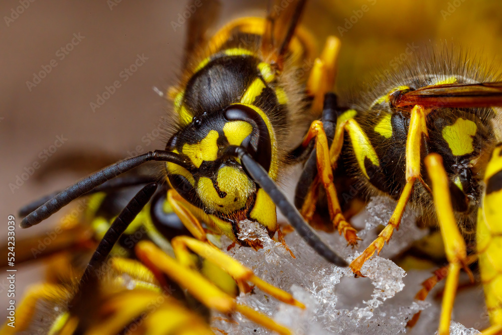 Naklejka premium A dangerous Wasp on food