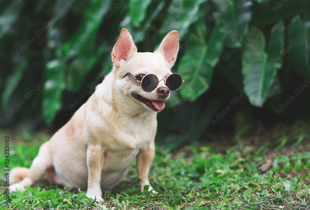 brown chihuahua dog wearing sunglasses sitting  on  green grass in the garden.
