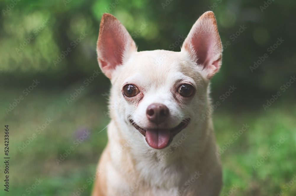 cute brown short hair chihuahua dog sitting  on green grass in the garden,smiling and  looking curiously.