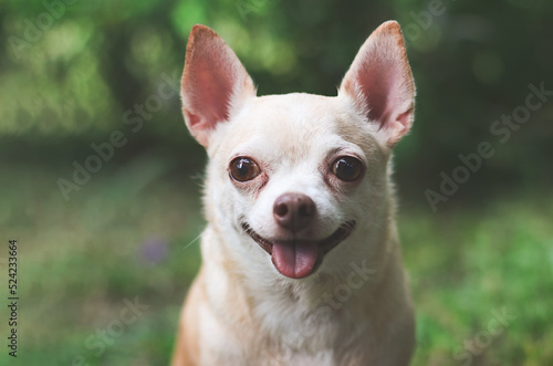 cute brown short hair chihuahua dog sitting  on green grass in the garden smiling and  looking curiously.