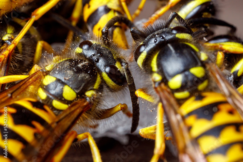 A dangerous Wasp on food